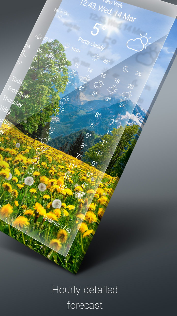 Tulip - HD Wallpaper 