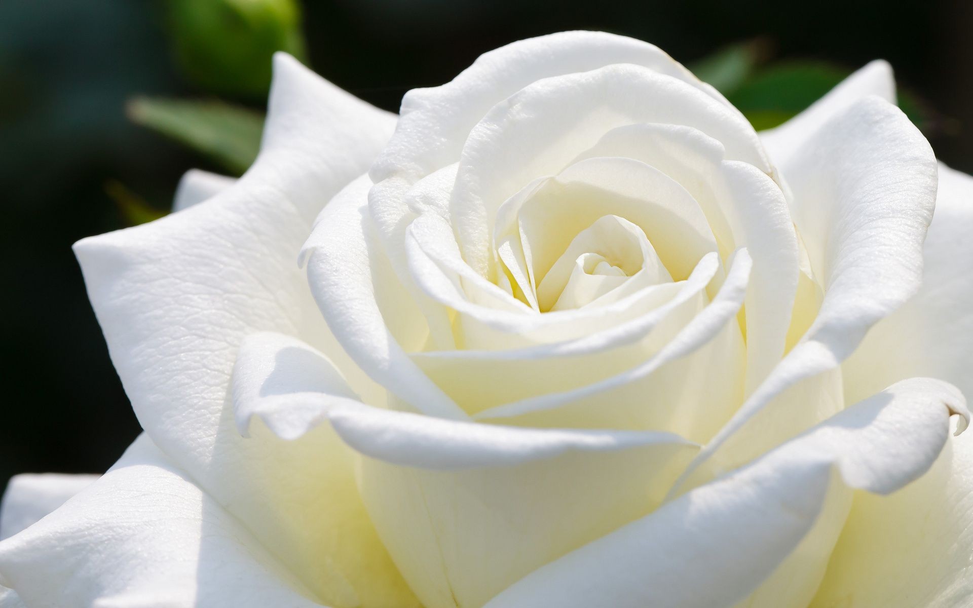 3d Rose Live Wallpaper Free - Love White Rose Flower - HD Wallpaper 