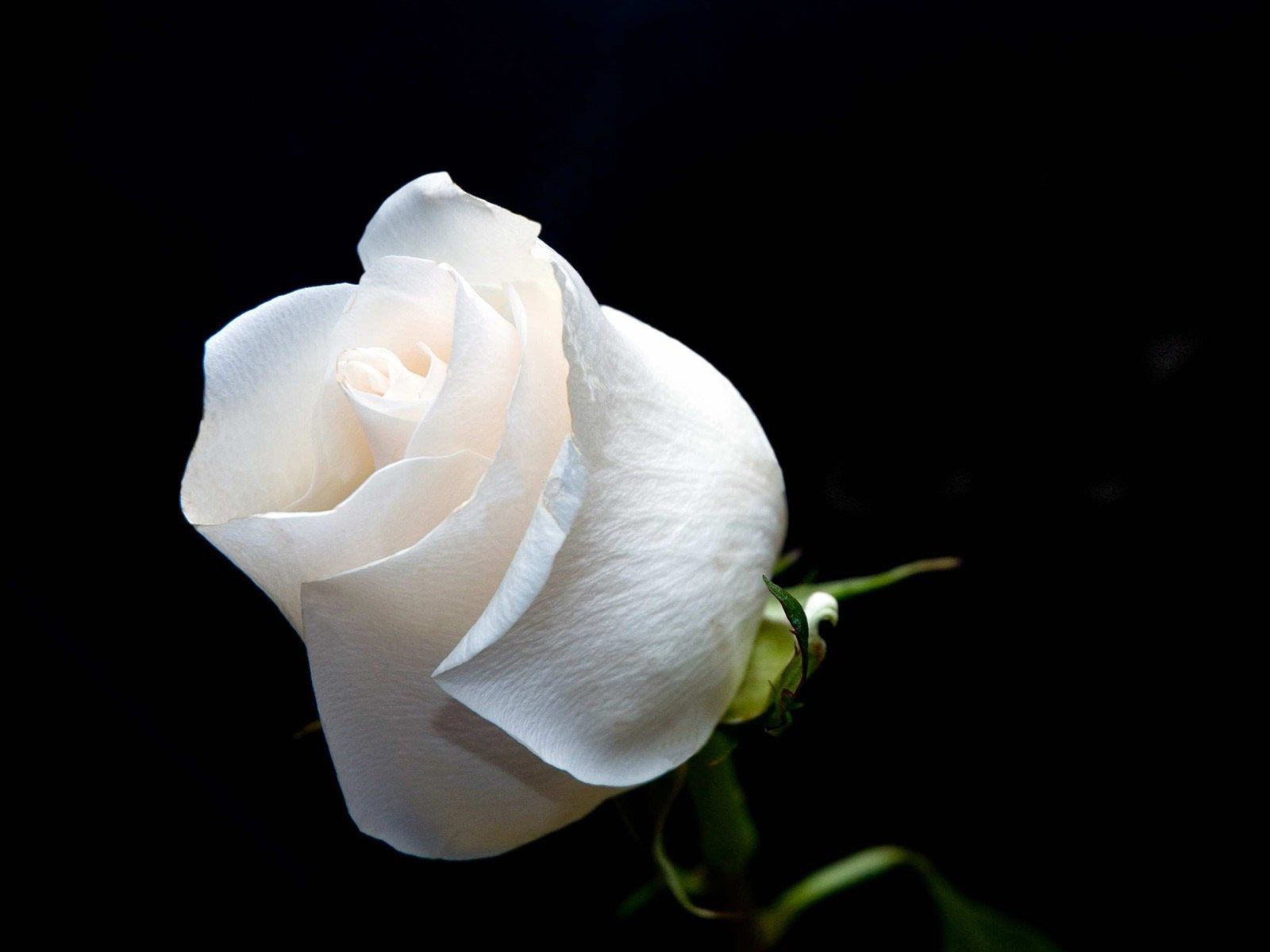 White Rose Full Hd - HD Wallpaper 