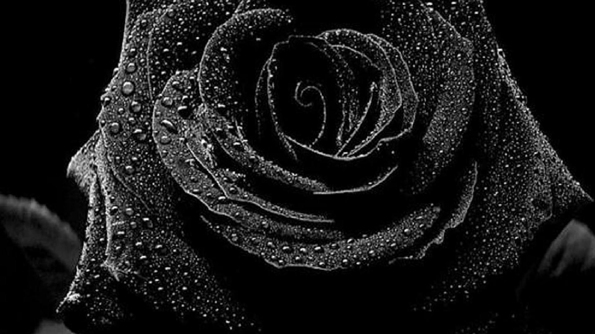 3d Rose Live Wallpaper For Pc - Black Rose Wallpaper Hd - 1920x1080 Wallpaper 3d Rose Live Wallpaper For Pc - Black Rose Wallpaper Hd - 1920x1080 Wallpaper