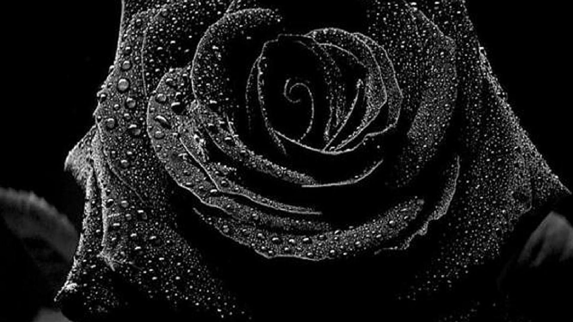 3d Rose Live Wallpaper For Pc - Black Rose Wallpaper Hd - HD Wallpaper 