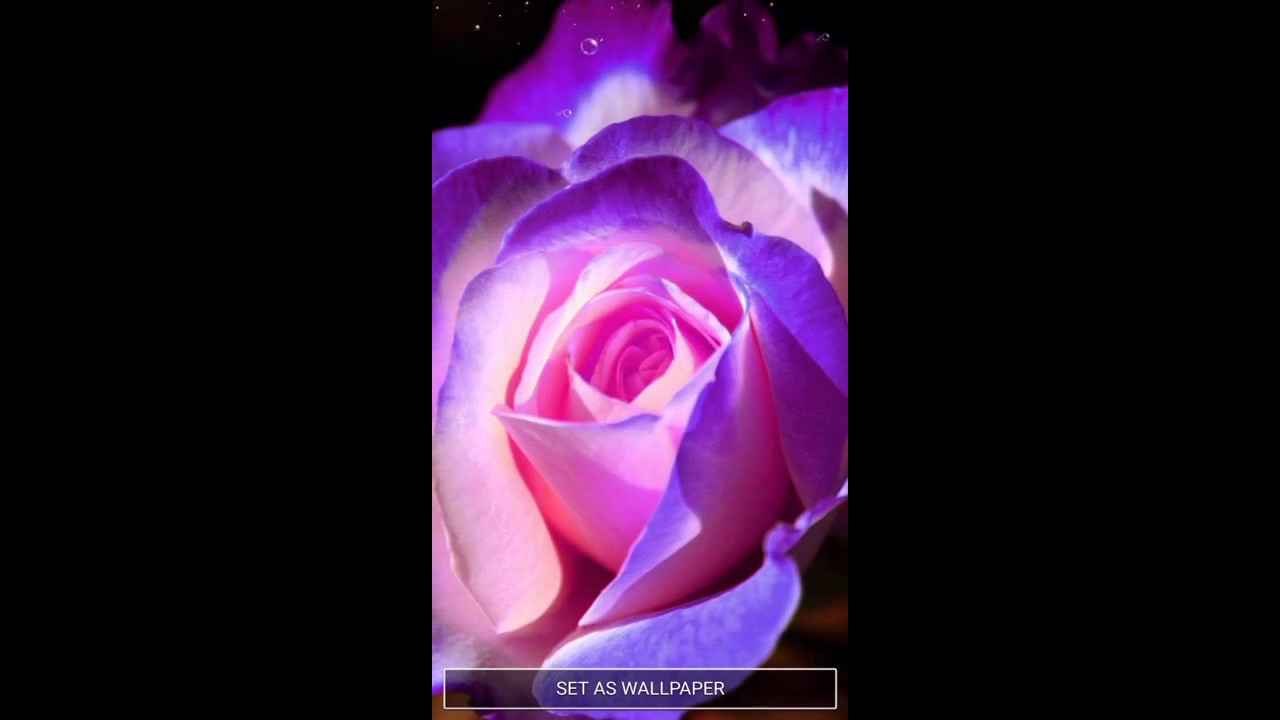 Midnight Rose Flower - HD Wallpaper 