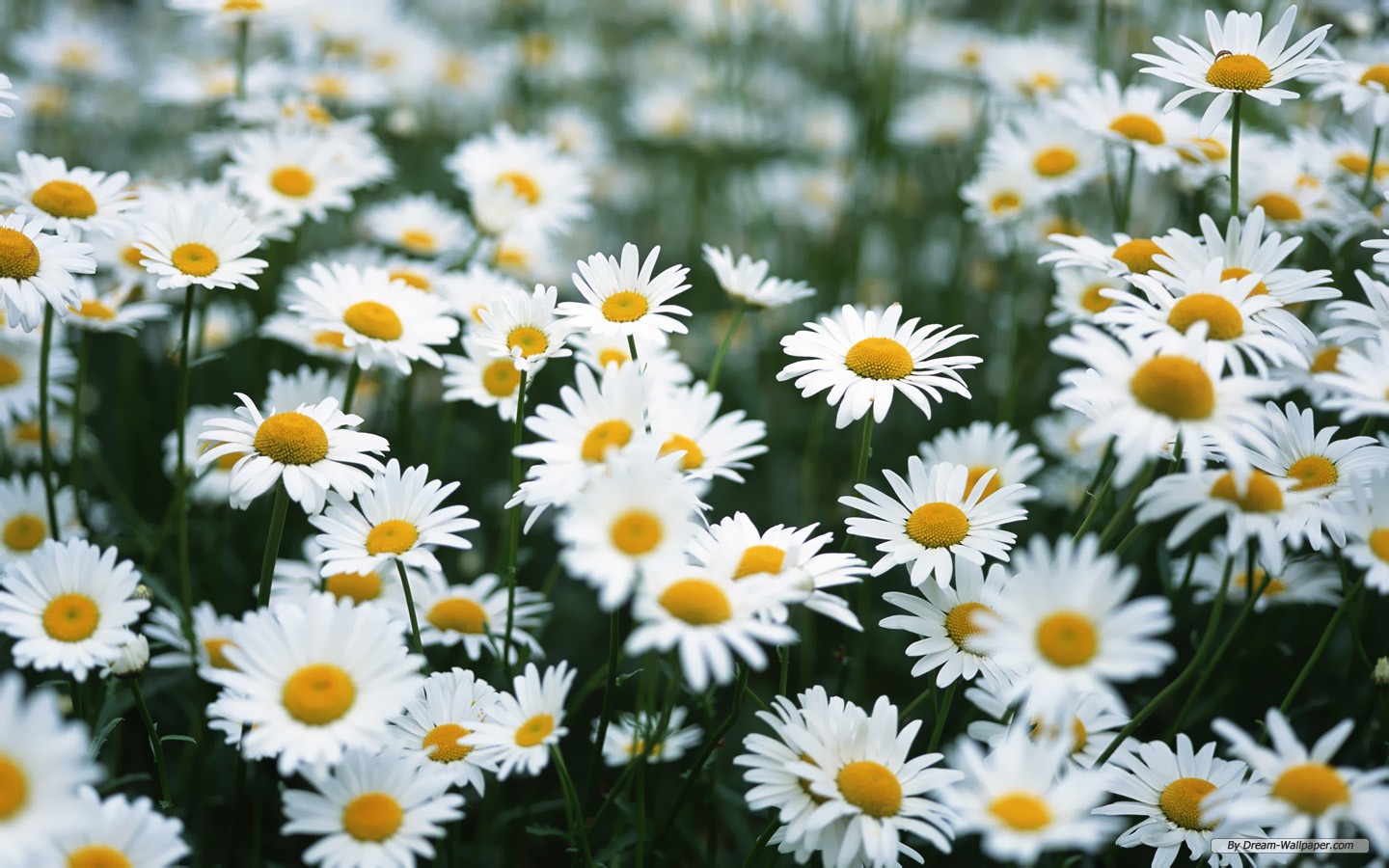 Daisy Flowers Tumblr Wallpaper For Iphone - Daisies Background - HD Wallpaper 