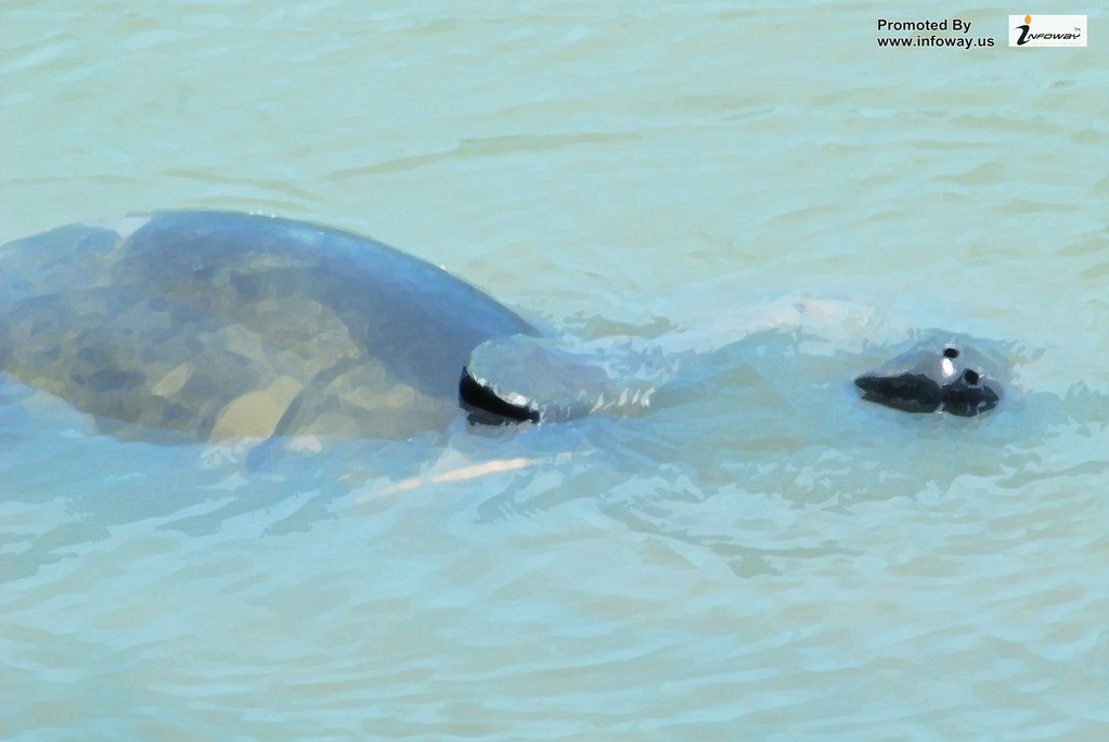 Harbor Seal - HD Wallpaper 