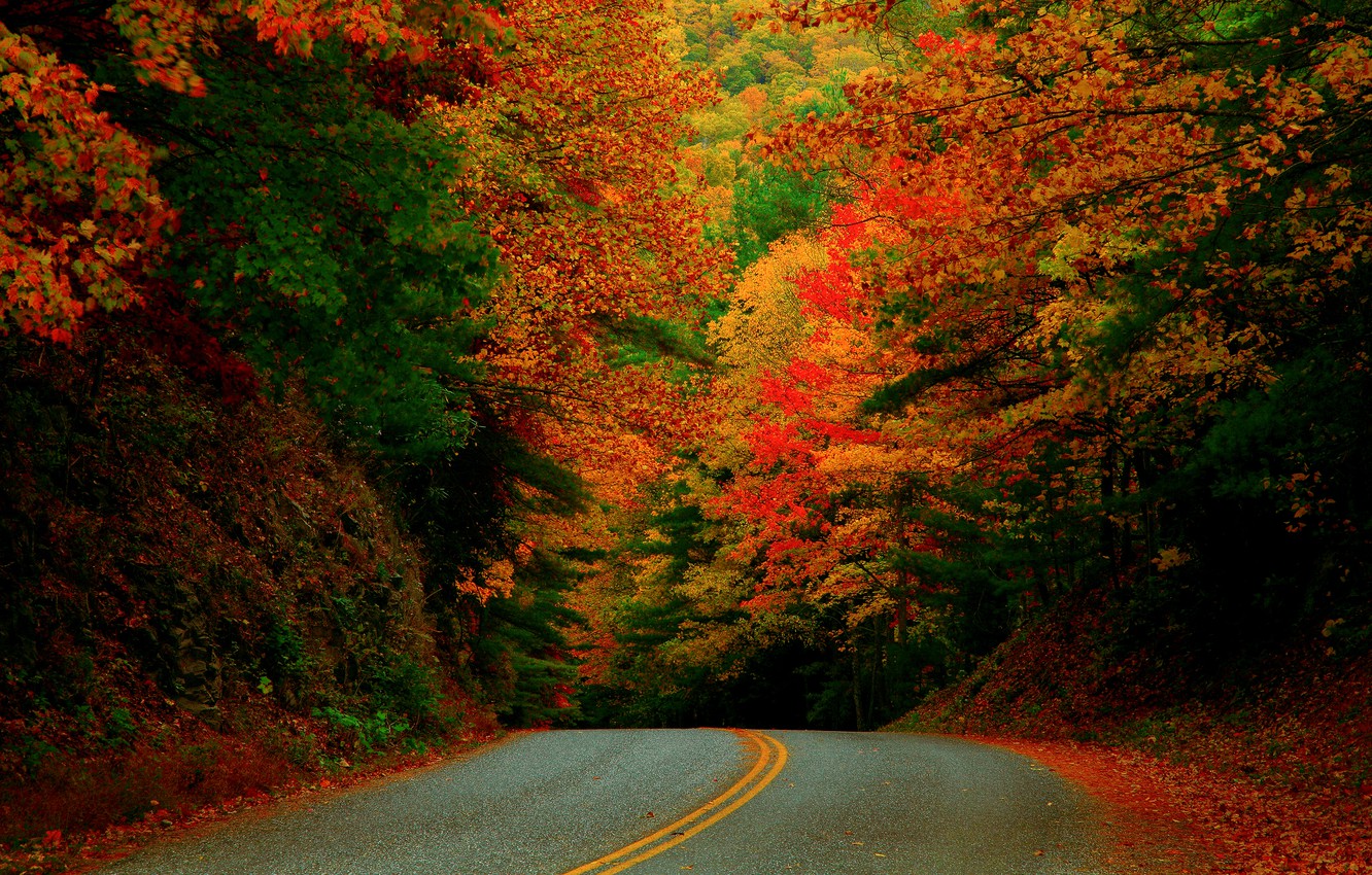 Photo Wallpaper Road, Autumn, Forest, Paint, Usa, North - North Carolina Fall - HD Wallpaper 