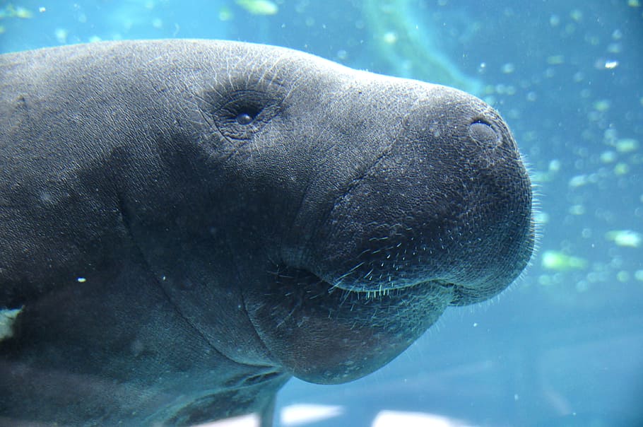 Gray Dugong, Manatee, Animal, Water, Blue, Underwater, - Animals Live In Jamaica - HD Wallpaper 