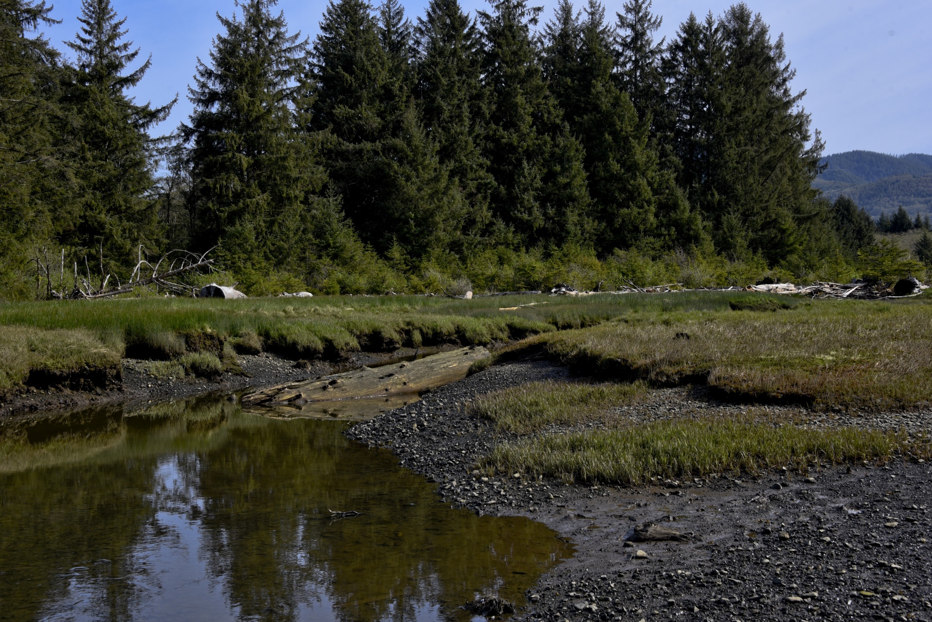 Background Wallpaper Oregon Free Photo - Cypress Family - HD Wallpaper 