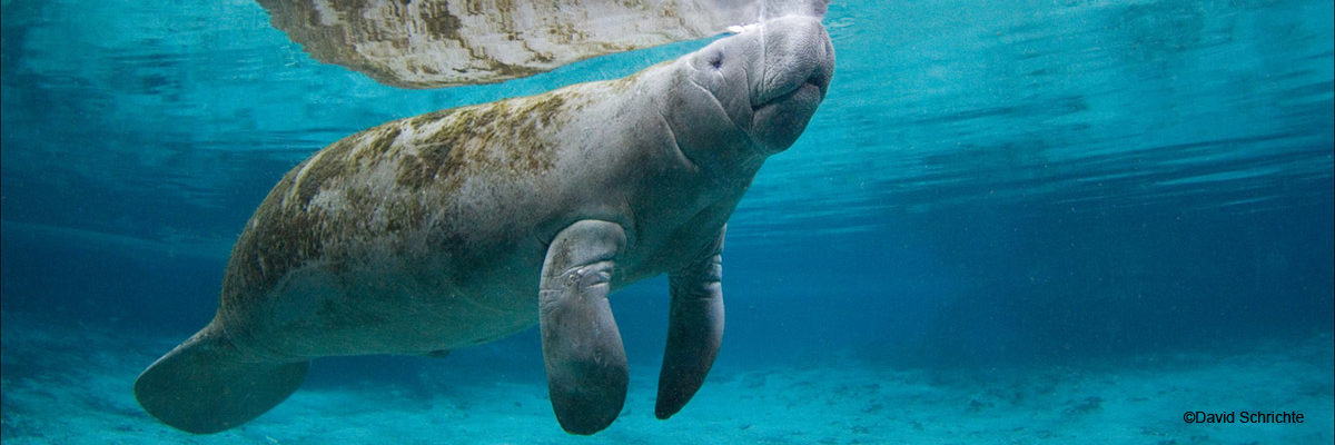 Clip Art Manatee Pictures - Manatee Side - HD Wallpaper 