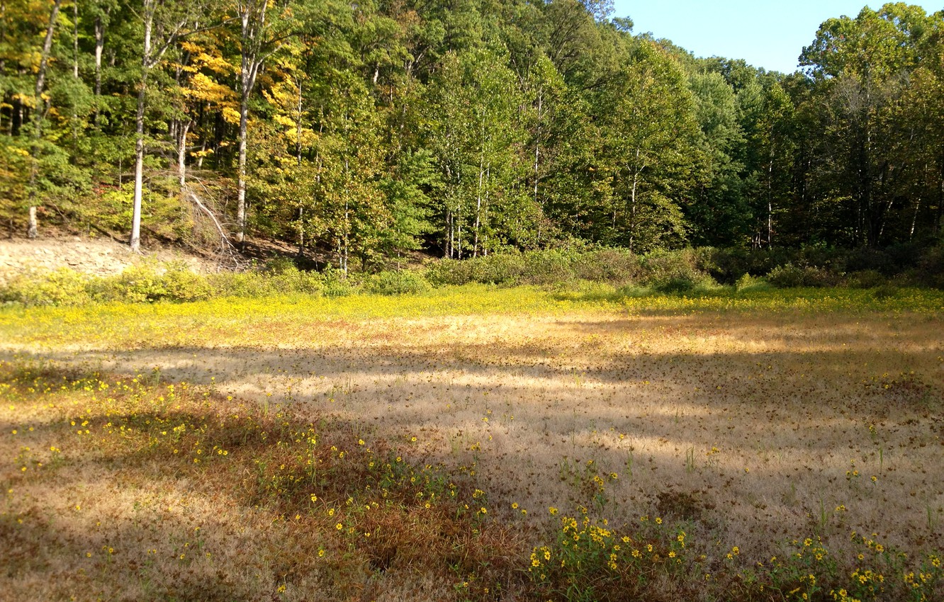 Photo Wallpaper Forest, Grass, Trees, Glade, Usa, Indiana - Grove - HD Wallpaper 