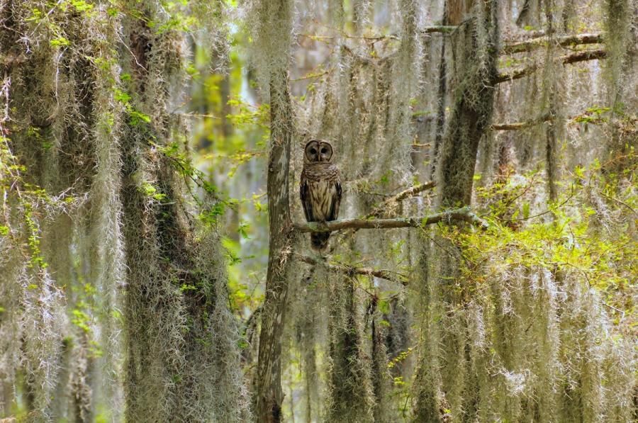 Swamp Louisiana - HD Wallpaper 