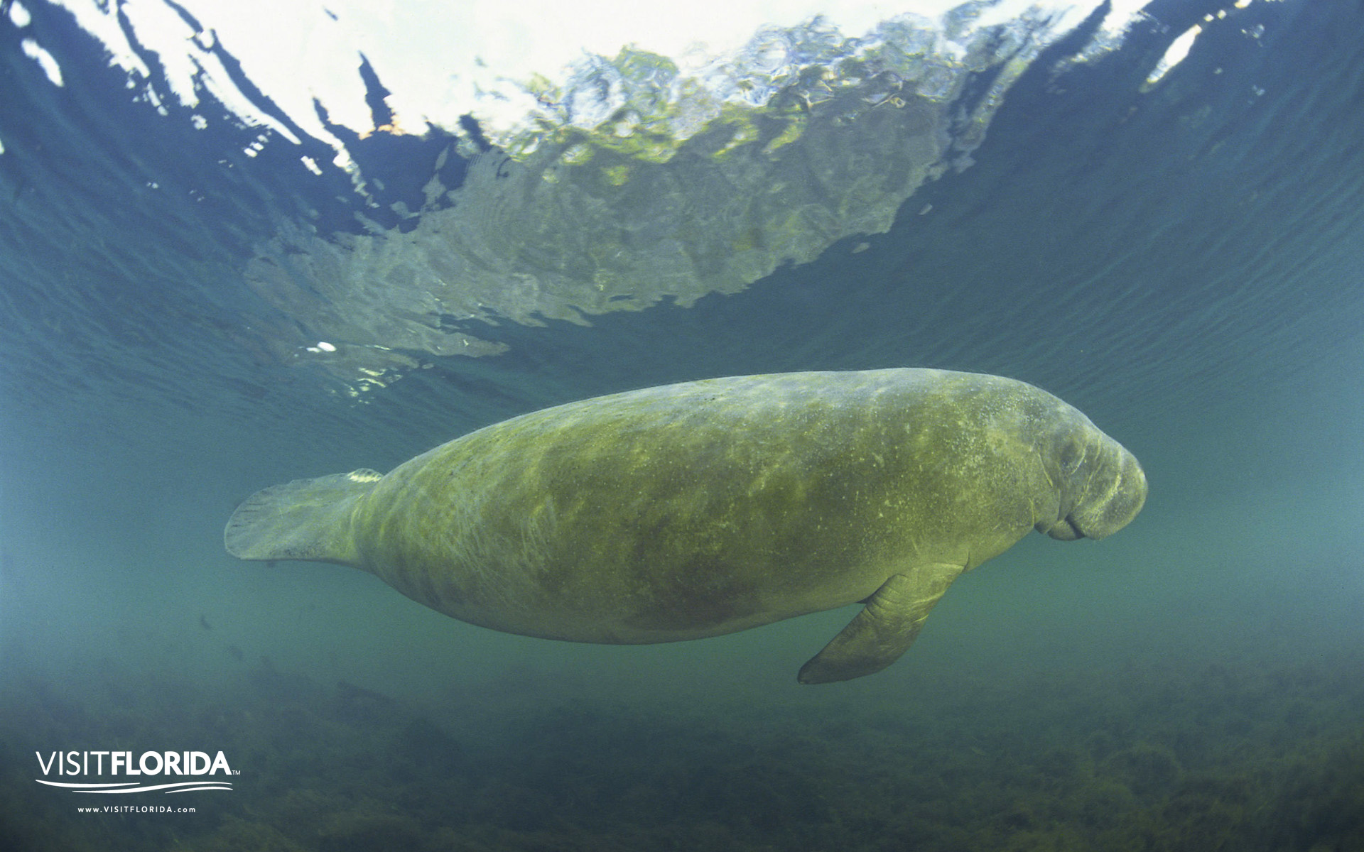 Manatee - 1920x1200 Wallpaper - teahub.io