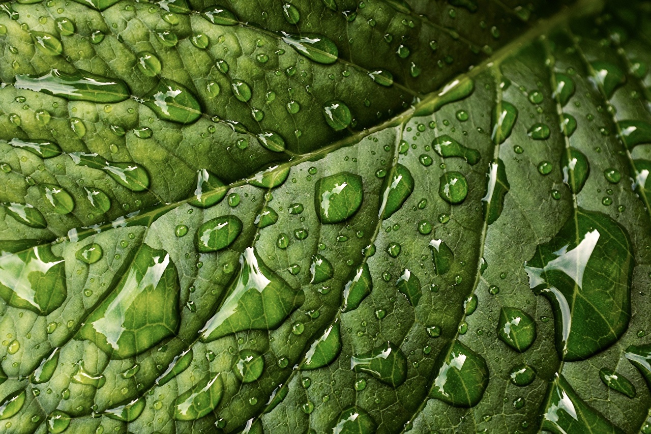 Close Up Nature Texture - HD Wallpaper 