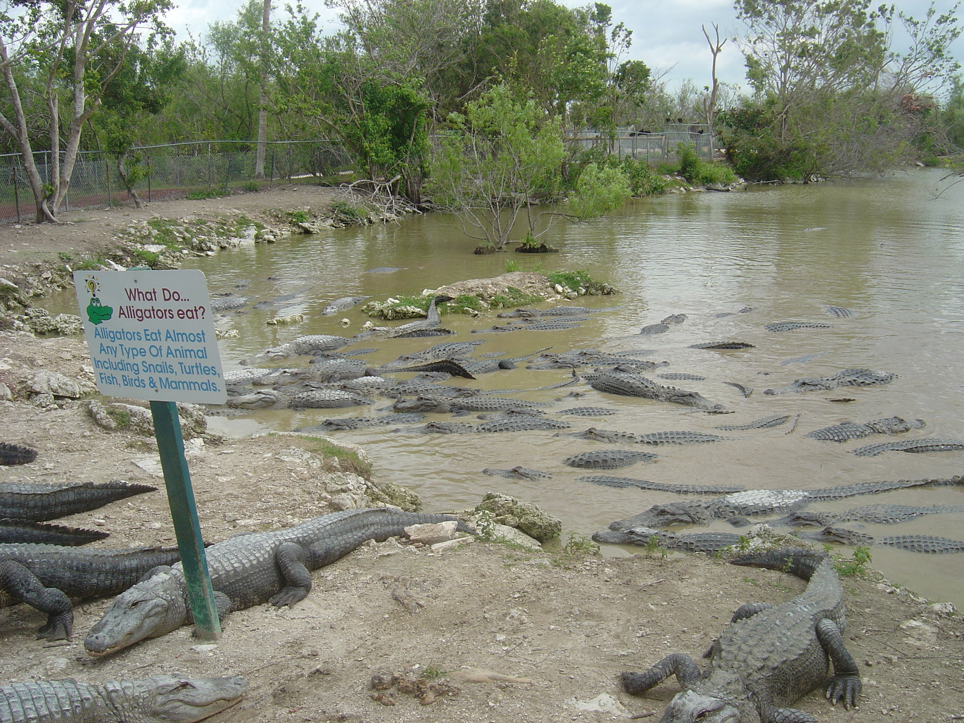 Gator Farm - Florida - Nile Crocodile - HD Wallpaper 