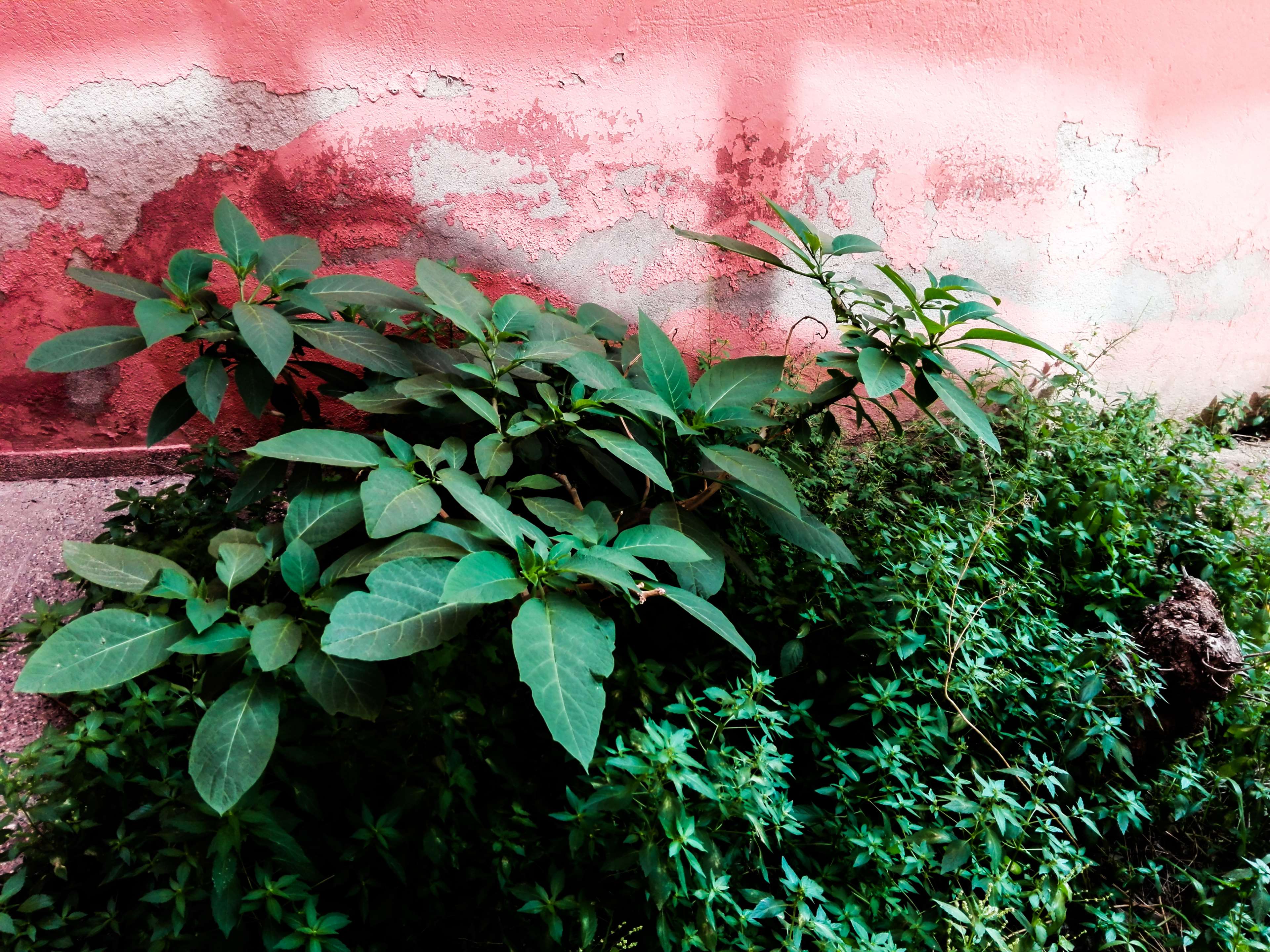 Desktop Wallpaper Plant - HD Wallpaper 