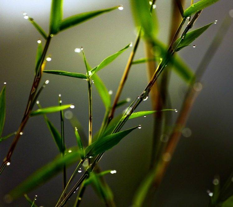 Plant Wallpaper Hd For Mobile - HD Wallpaper 