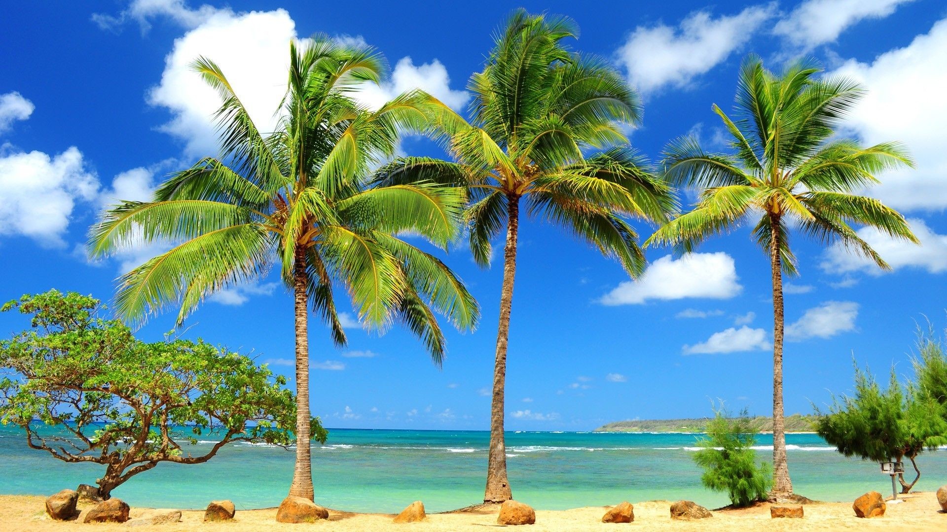 Tropical Hd Wallpapers Group 
 Data-src - High Resolution Palm Tree Background - HD Wallpaper 