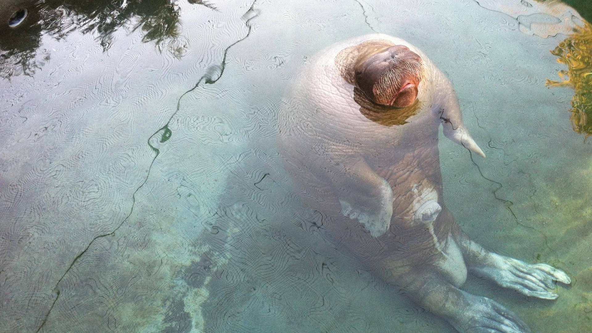 Random Funny Pictures Of Animals - HD Wallpaper 