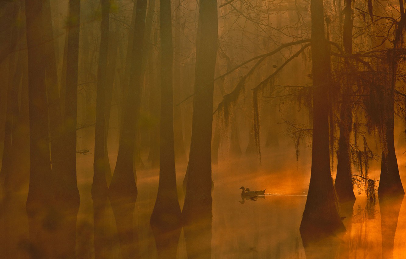 Photo Wallpaper Trees, Fog, Duck, Usa, Louisiana, The - Painting - HD Wallpaper 