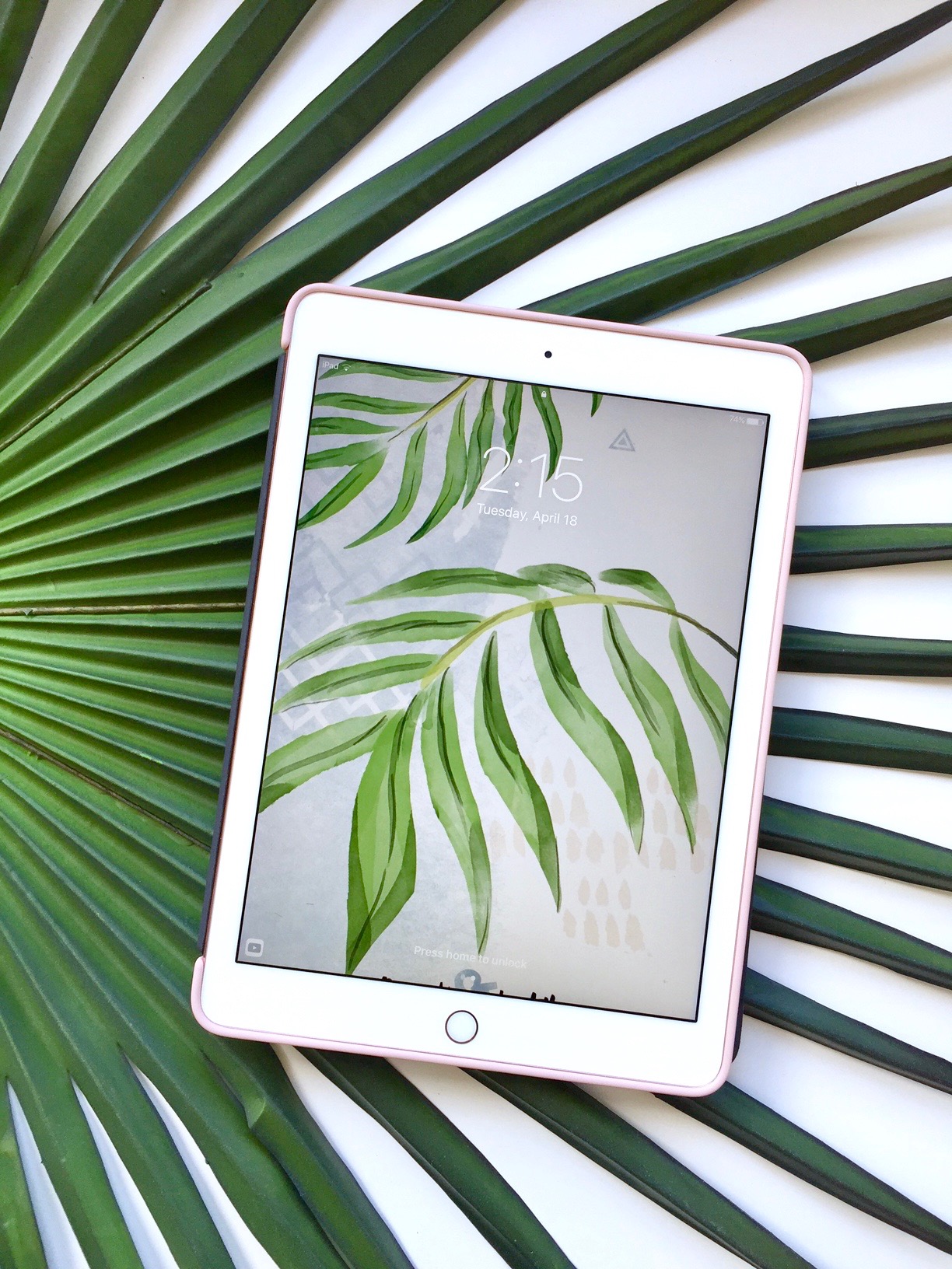 Saw Palmetto - HD Wallpaper 