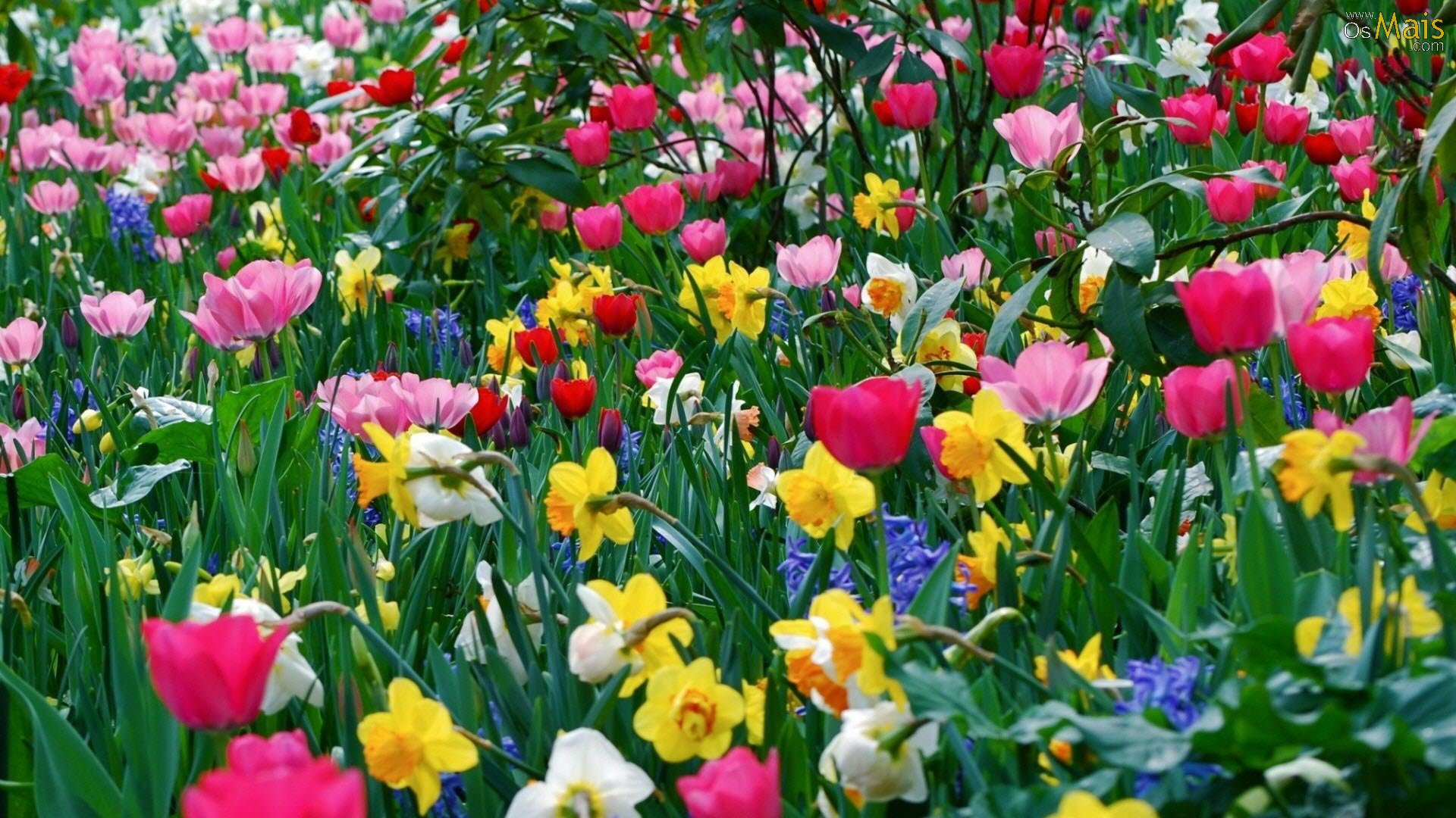 Beautiful Garden Of Flowers - HD Wallpaper 