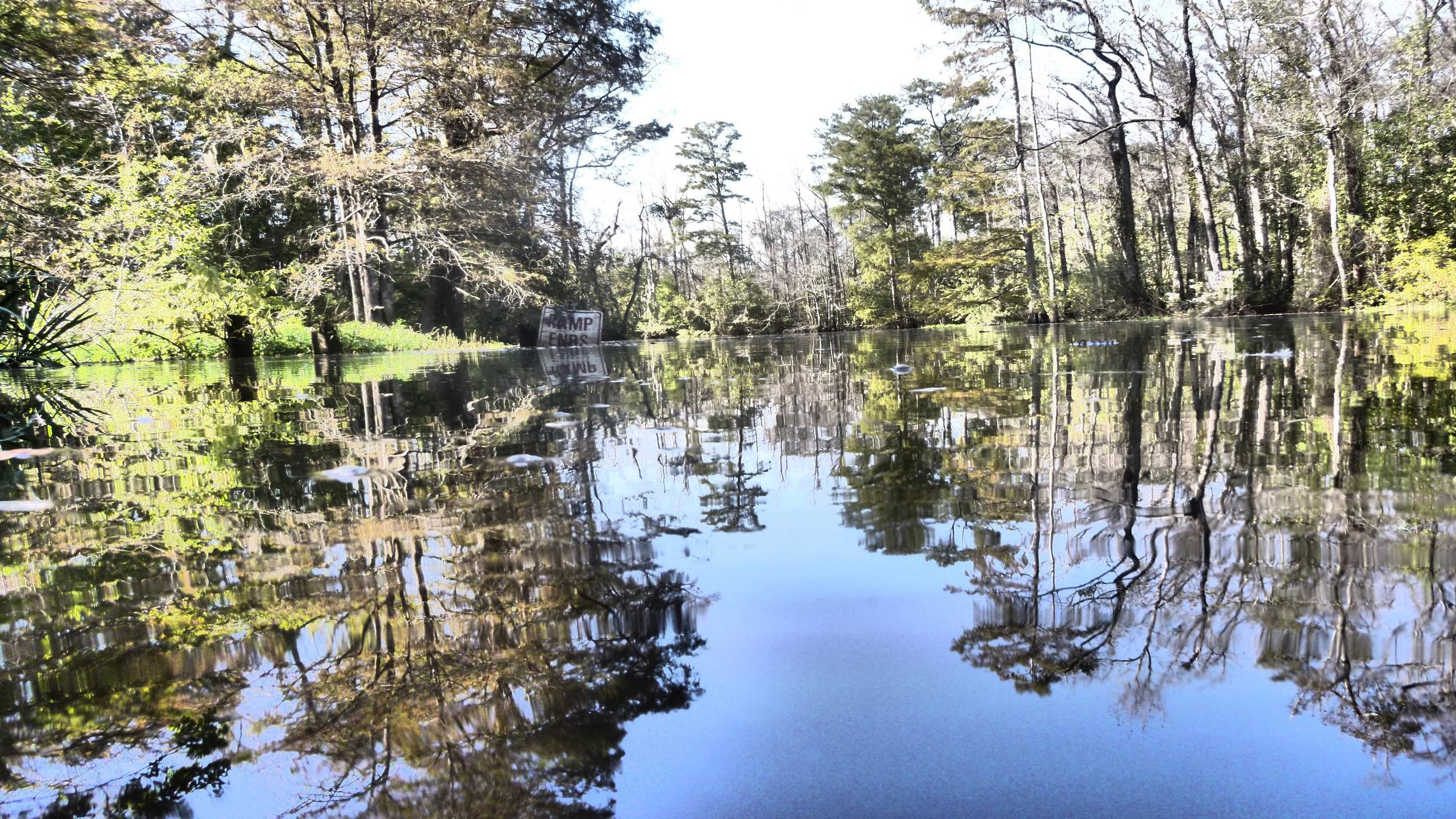 Louisiana Swamp - HD Wallpaper 