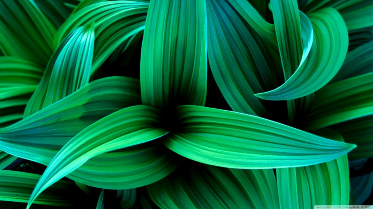 Plants 5 ❤ 4k Hd Desktop Wallpaper For 4k Ultra Hd - Green Leaves Desktop Background - HD Wallpaper 