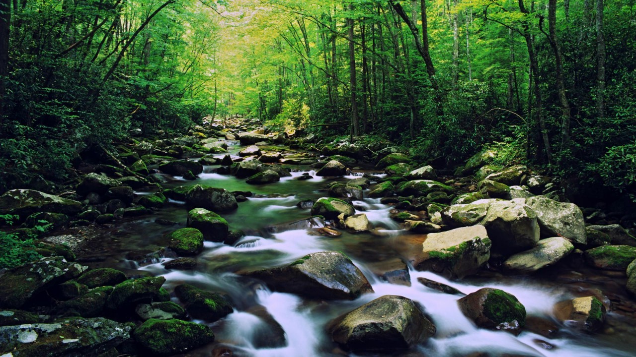 Lovely Forest North Carolina Wallpapers - Great Smoky Mountains Hd - HD Wallpaper 