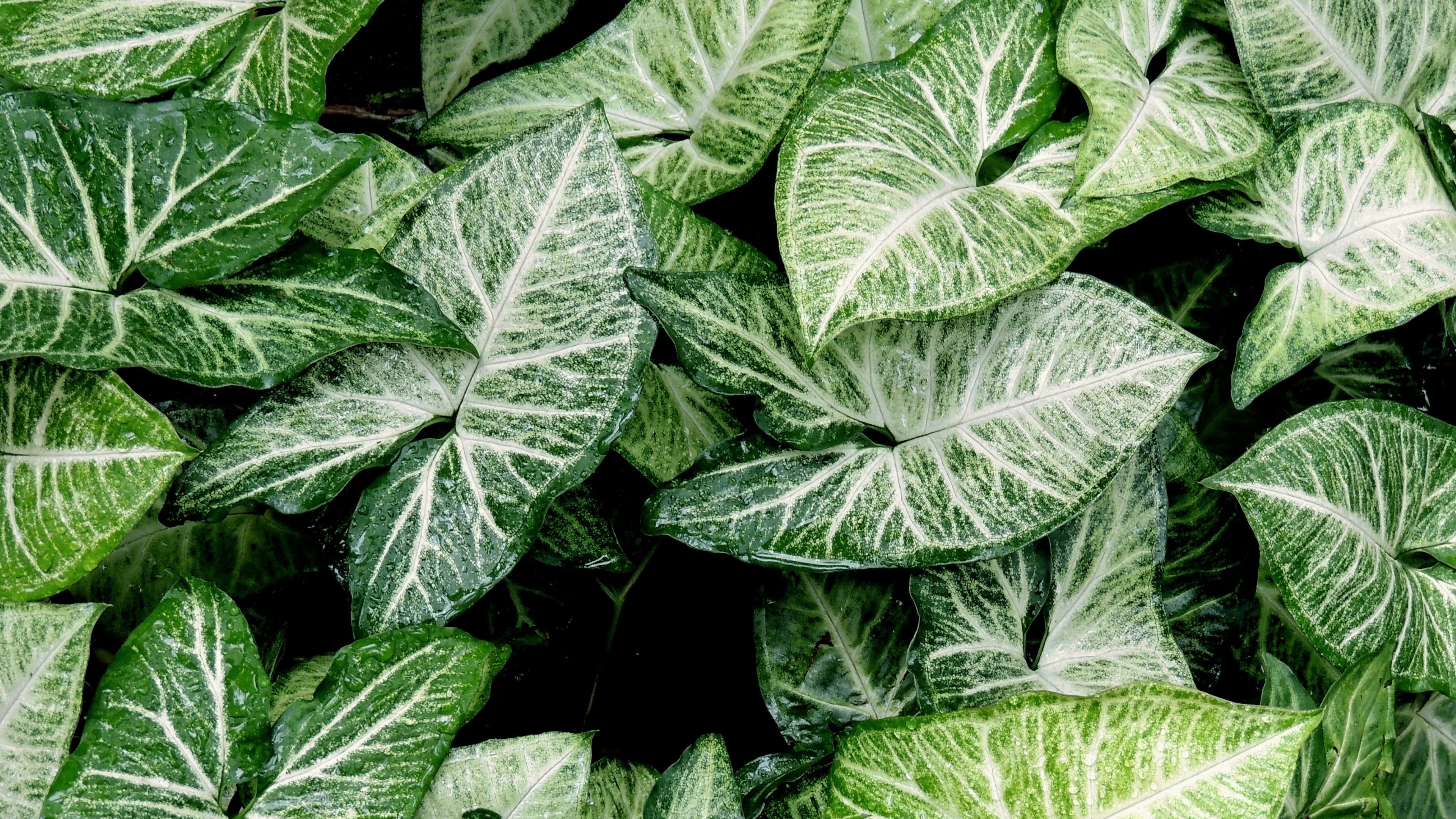 Green And White Leaf - HD Wallpaper 