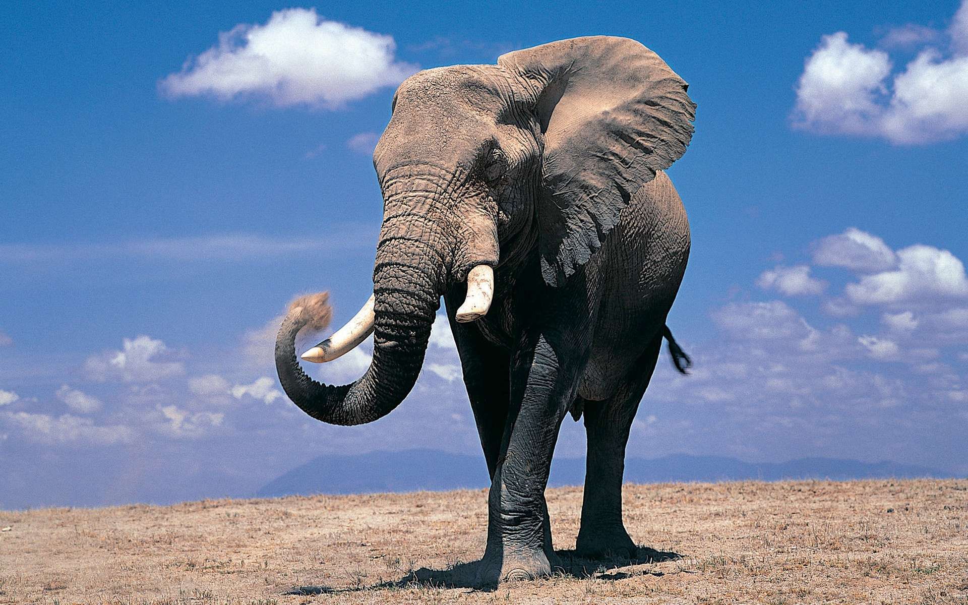 Elephant Hd - HD Wallpaper 