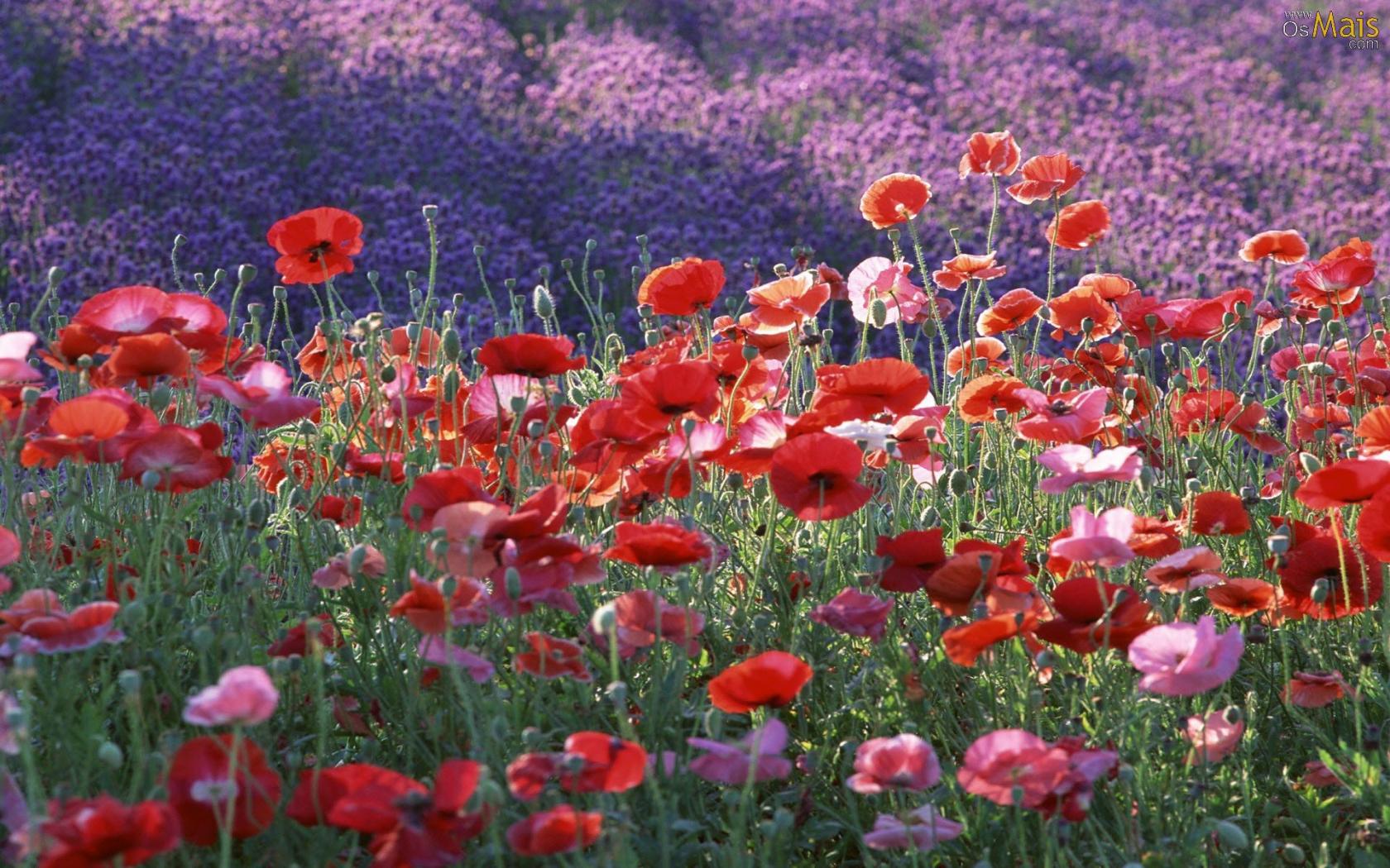 Poppy Plant Background Desktop - HD Wallpaper 