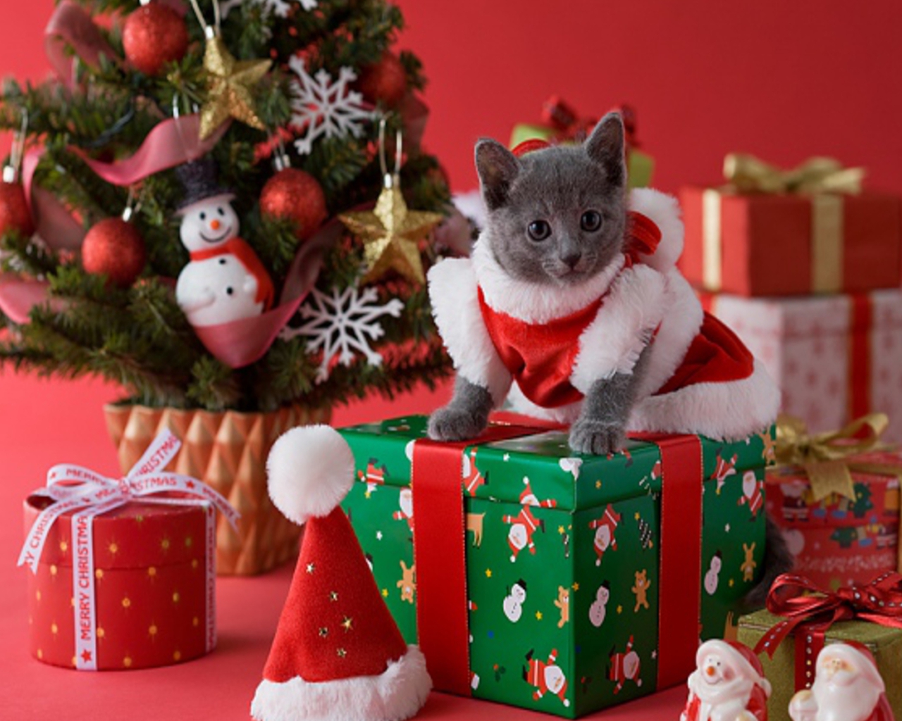 Cute Christmas Cat Backgrounds - HD Wallpaper 