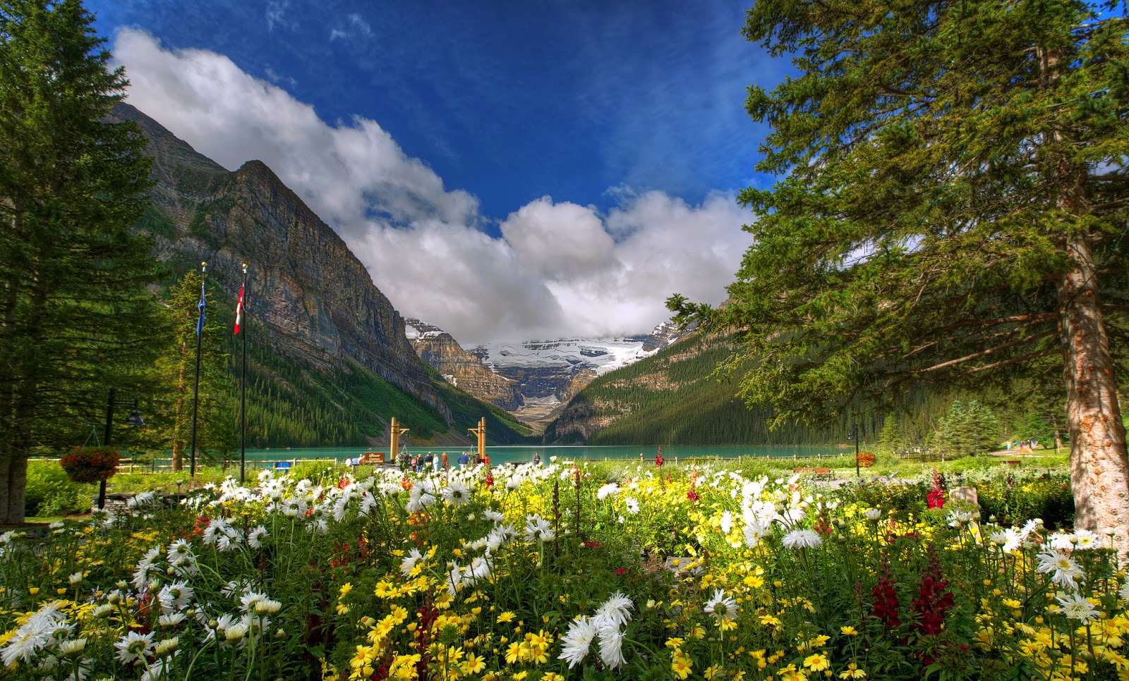 Flowers Name In Banff National Park - HD Wallpaper 