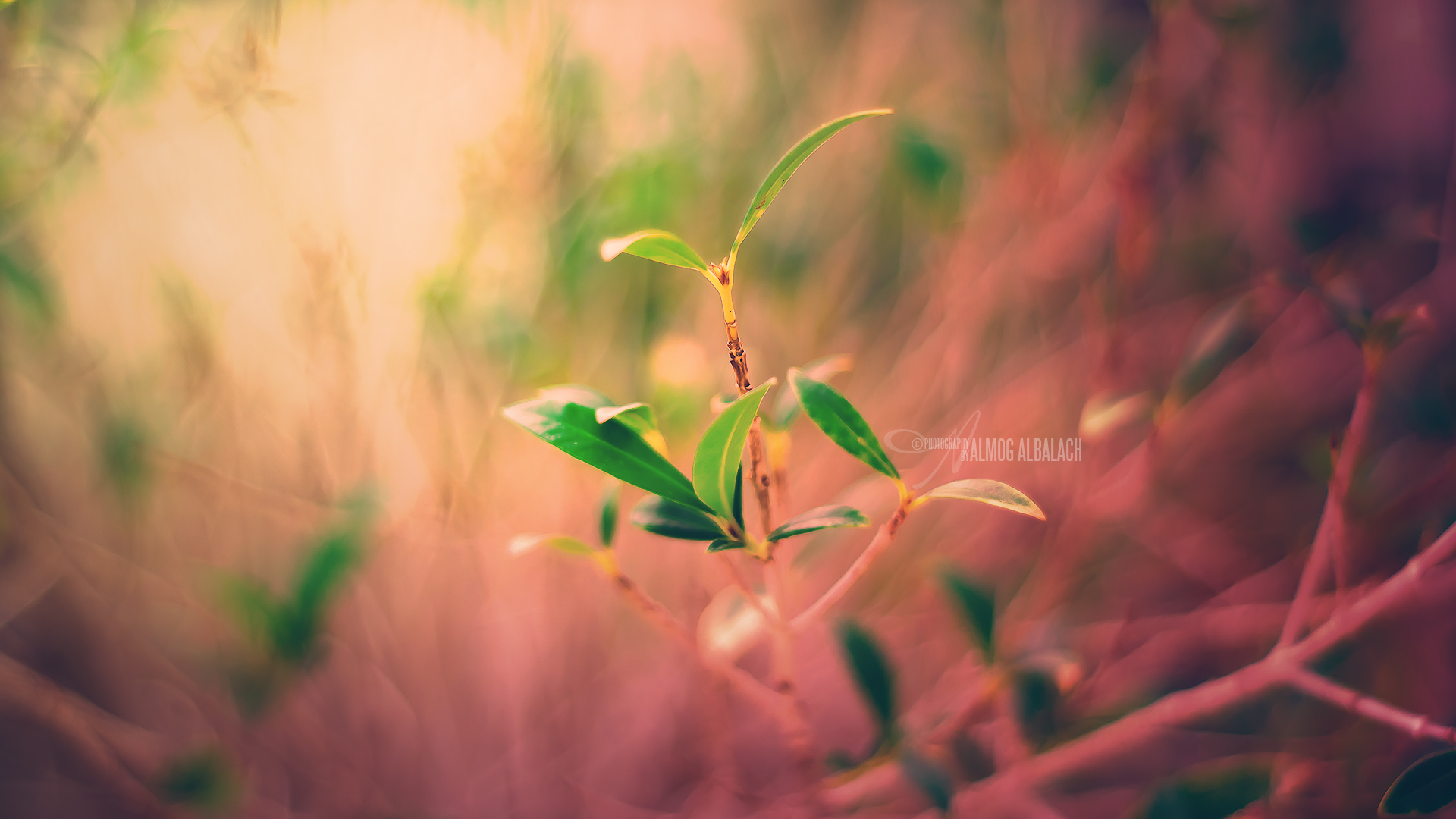 New Plant - Hd Wallpaper New Hd - 1920x1080 Wallpaper New Plant - Hd Wallpaper New Hd - 1920x1080 Wallpaper