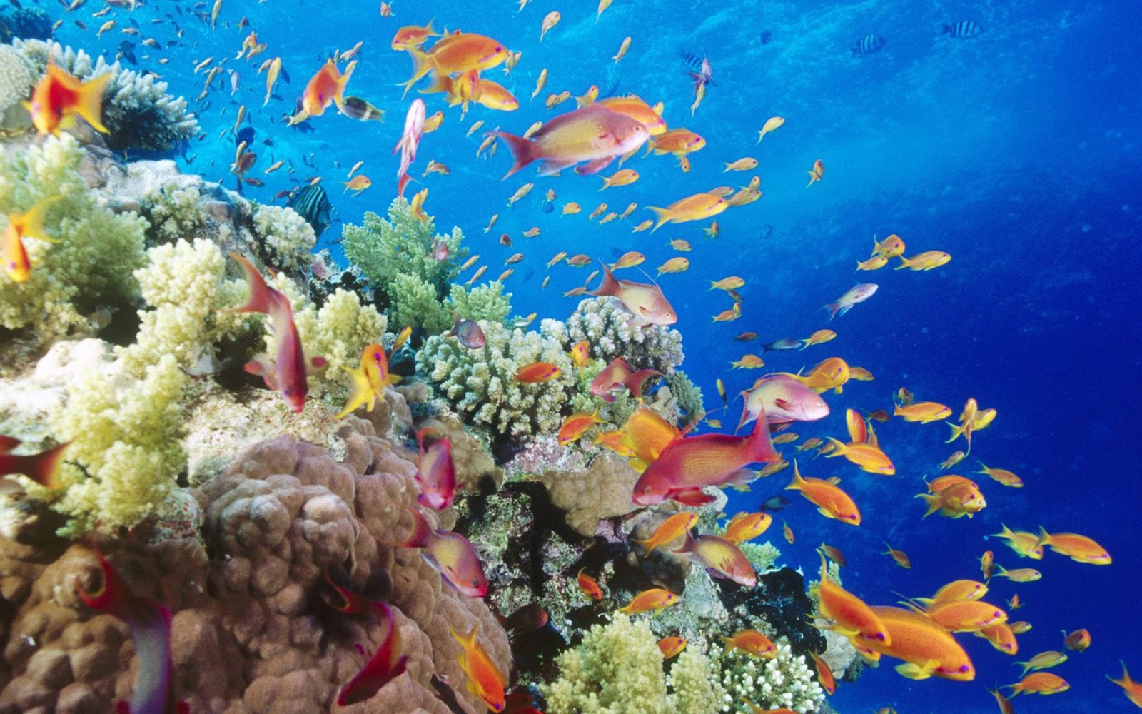 Most Beautiful Free Ocean Wallpapers - Puerto Galera Coral Reefs - HD Wallpaper 