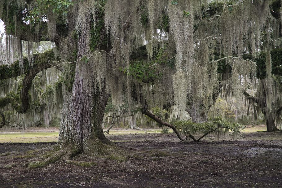 Louisiana, United States, Trees, Swamp, Bald Cypress, - Grove - HD Wallpaper 