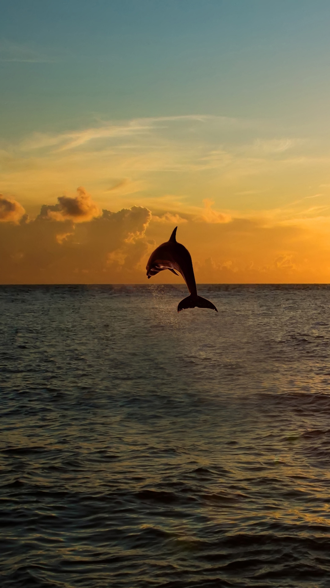 Dolphin Jumping Out Of The Sea In Florida Android Wallpaper - Cute Wallpaper Iphone Dolphin - HD Wallpaper 