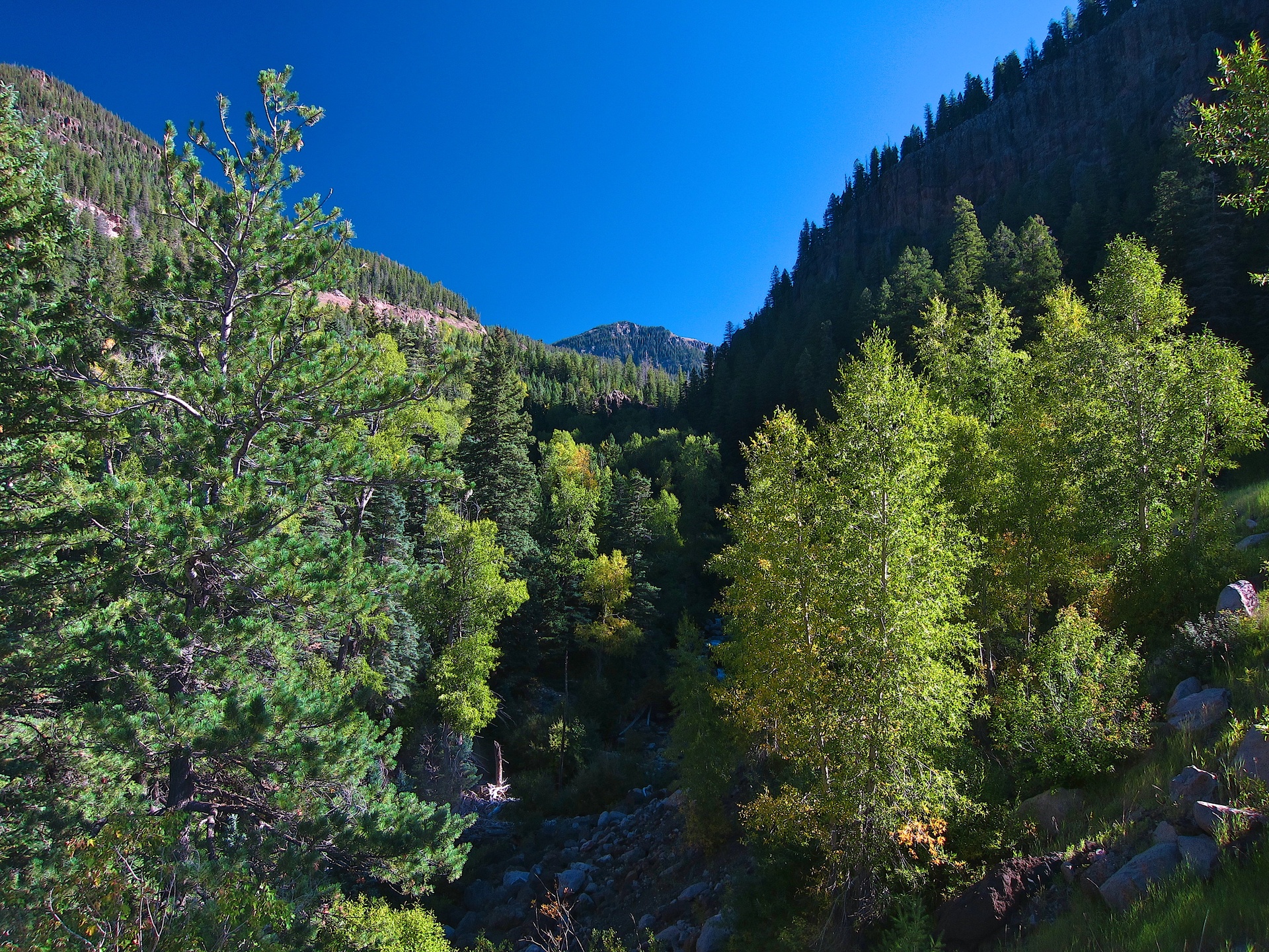 Spruce-fir Forest - HD Wallpaper 