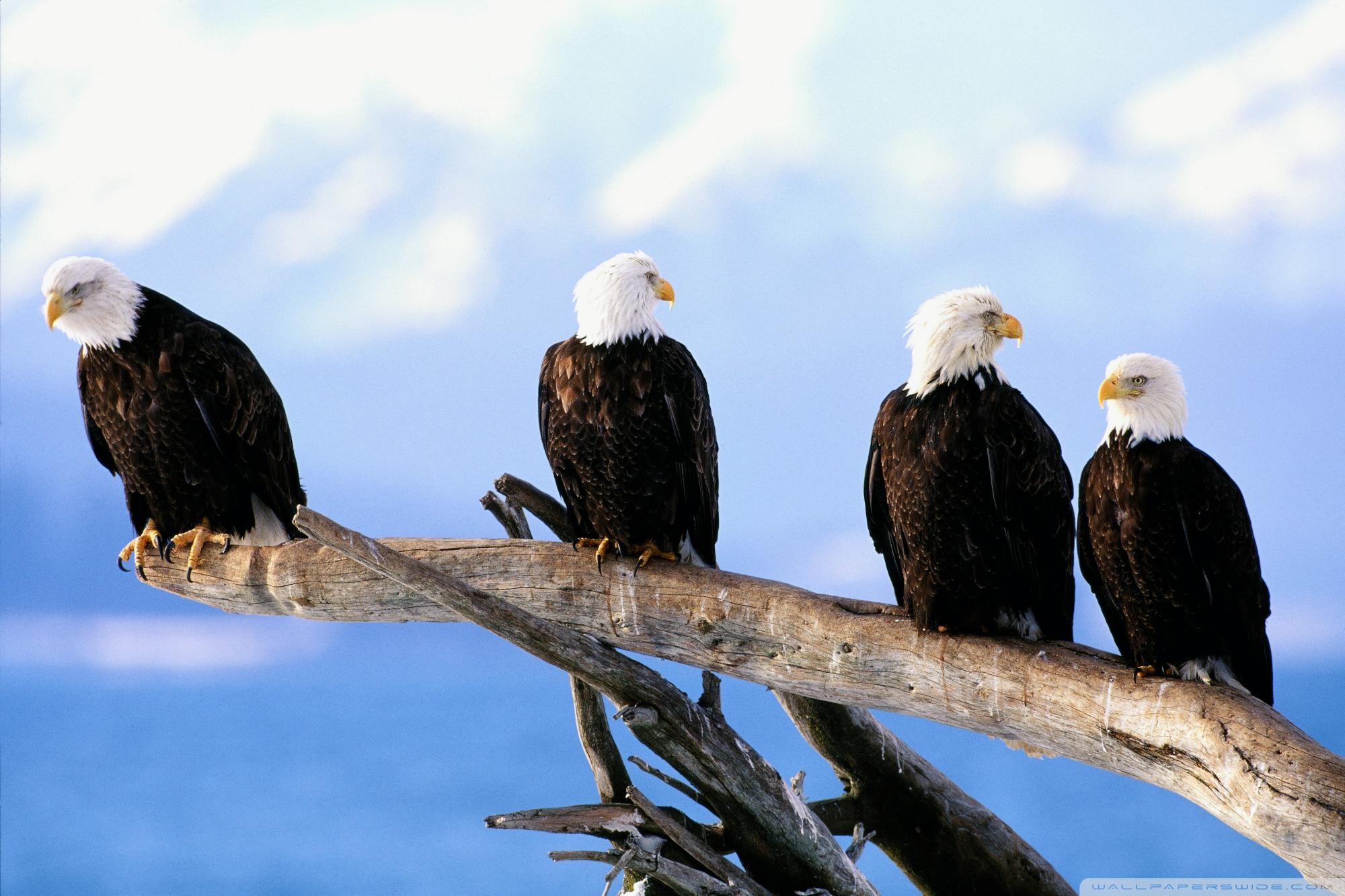 Group Of Flying Eagles 2000x1333 Wallpaper Teahub Io