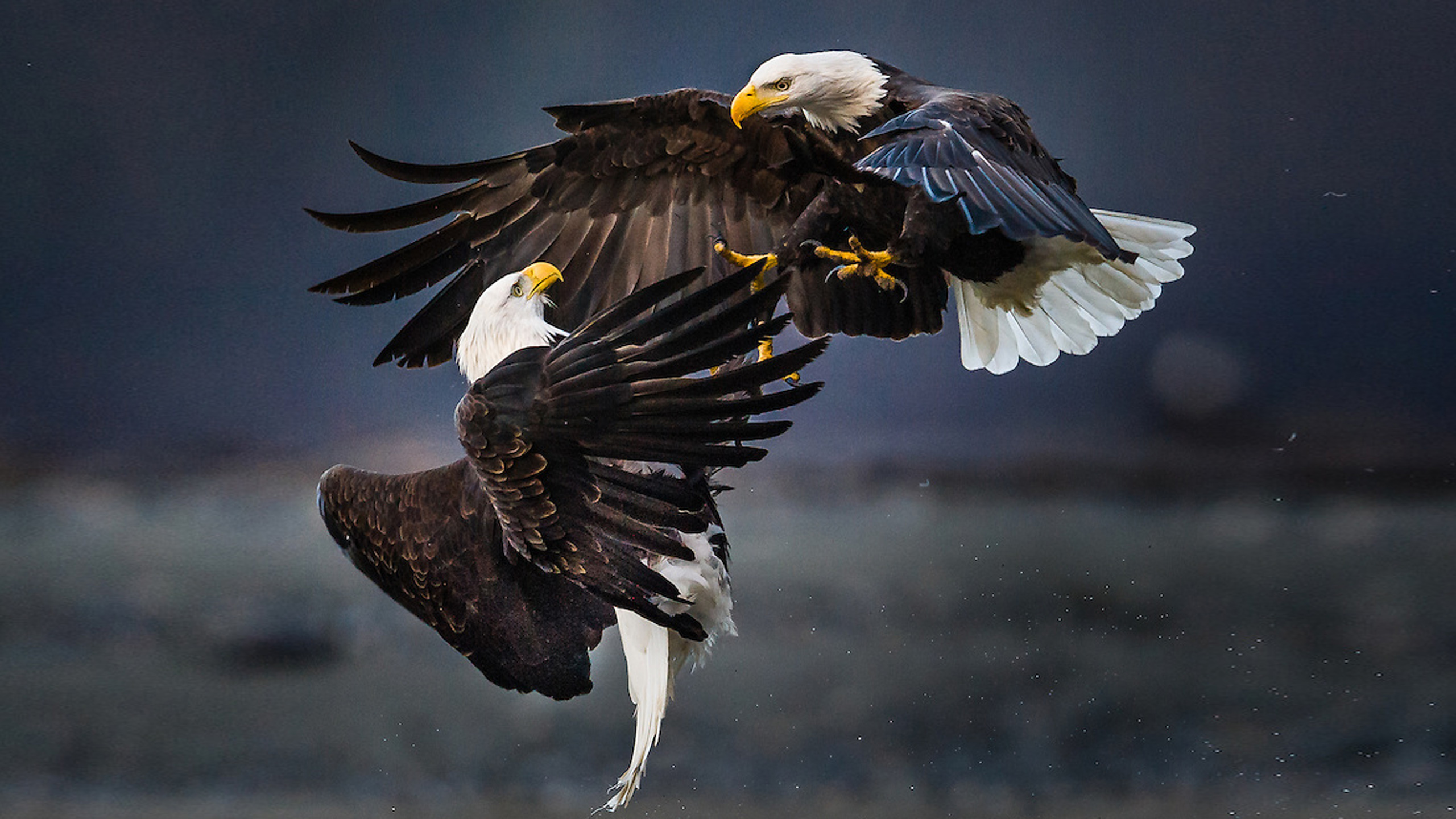 Eagle Fighting - HD Wallpaper 