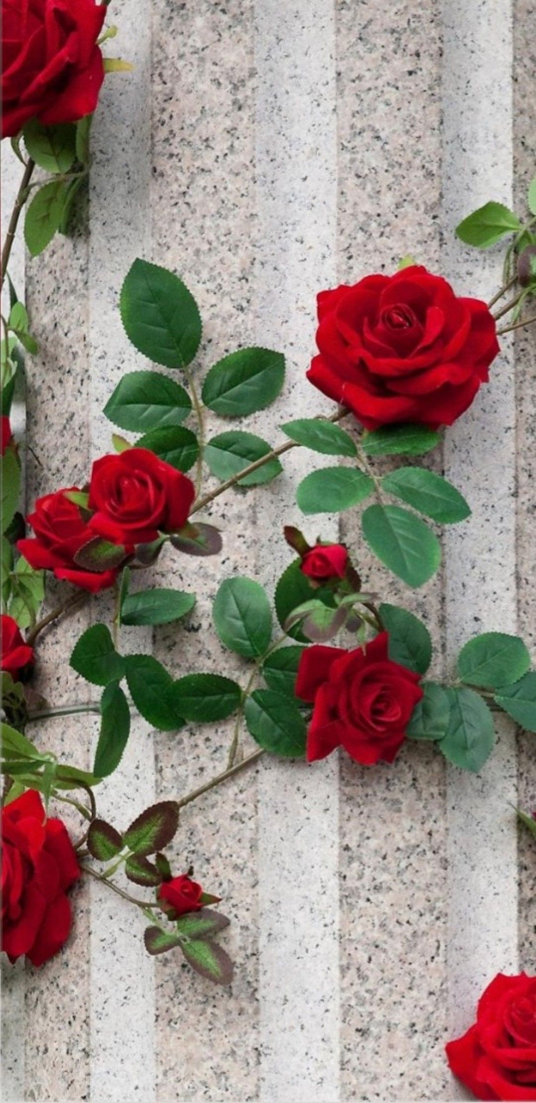 Rose Wallpaper For Mobile Screen - 1080x2220 Wallpaper 