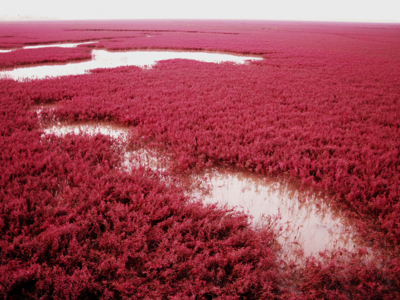 Playa Roja En China - HD Wallpaper 