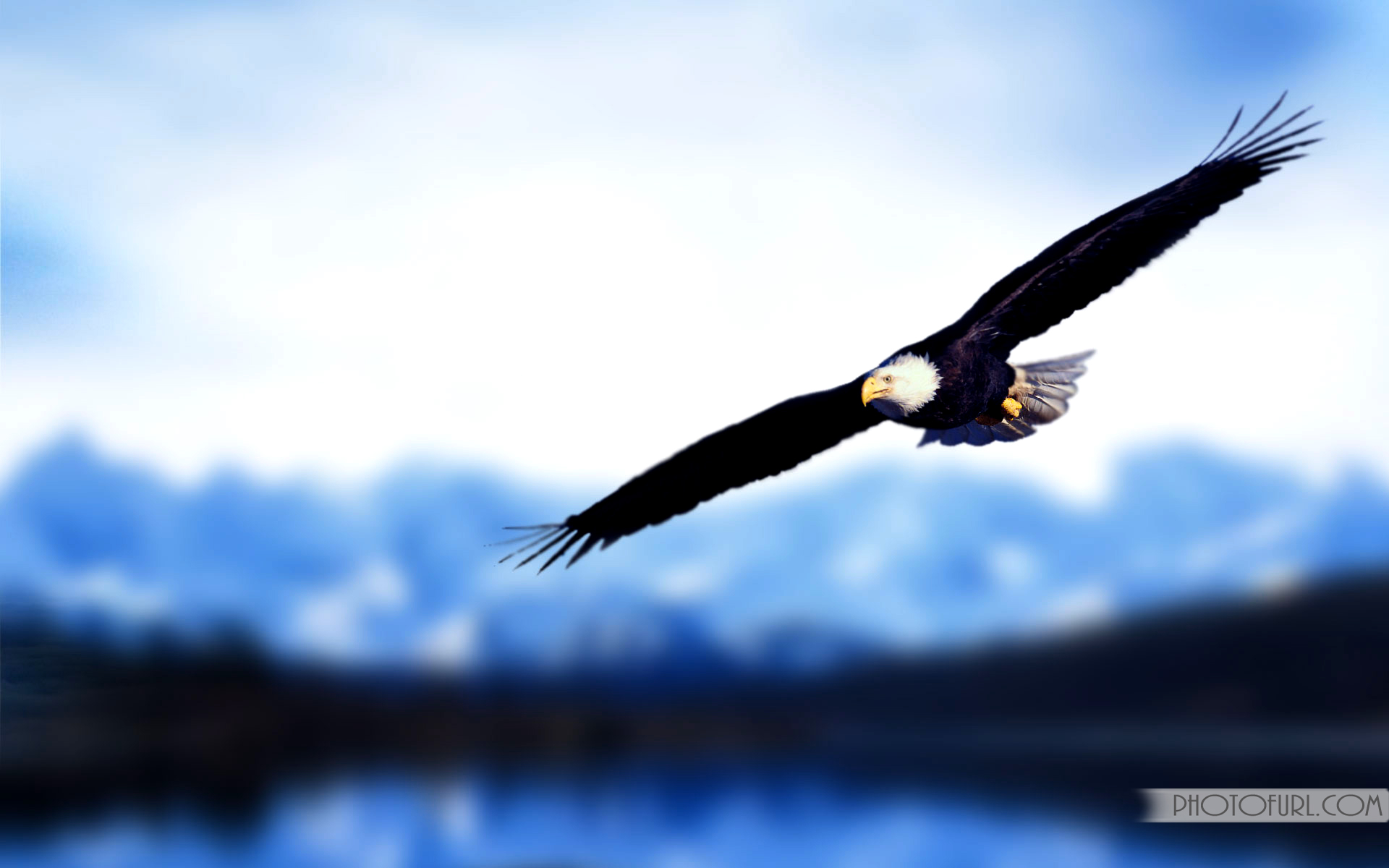 Eagles Flying Images Wallpaper - Flying Eagle Wallpaper Hd - HD Wallpaper 