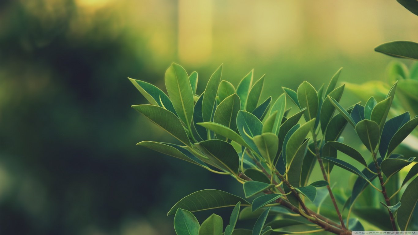 Download Hd Plant Computer Wallpaper Id - HD Wallpaper 