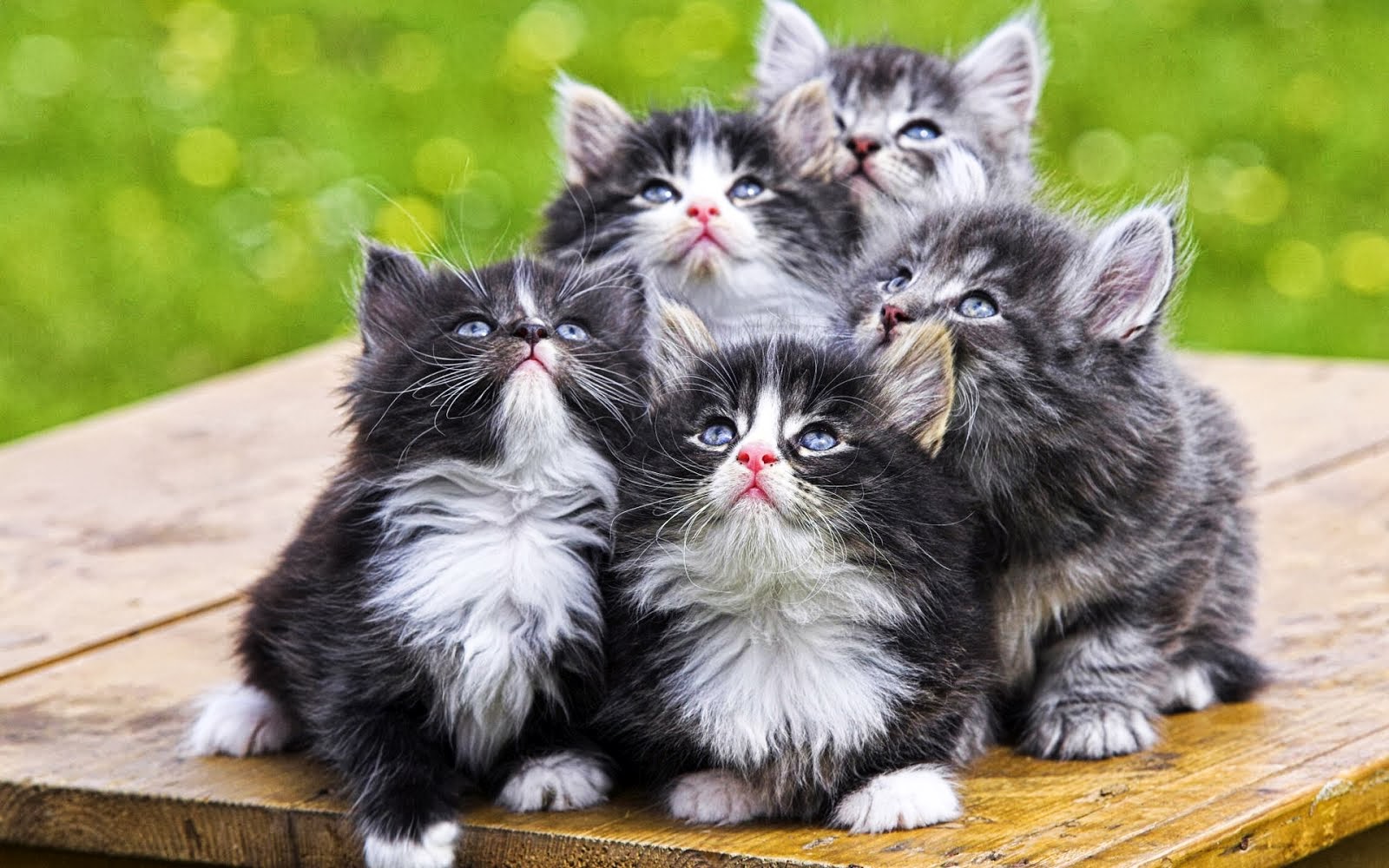 Fluffy Kittens - HD Wallpaper 