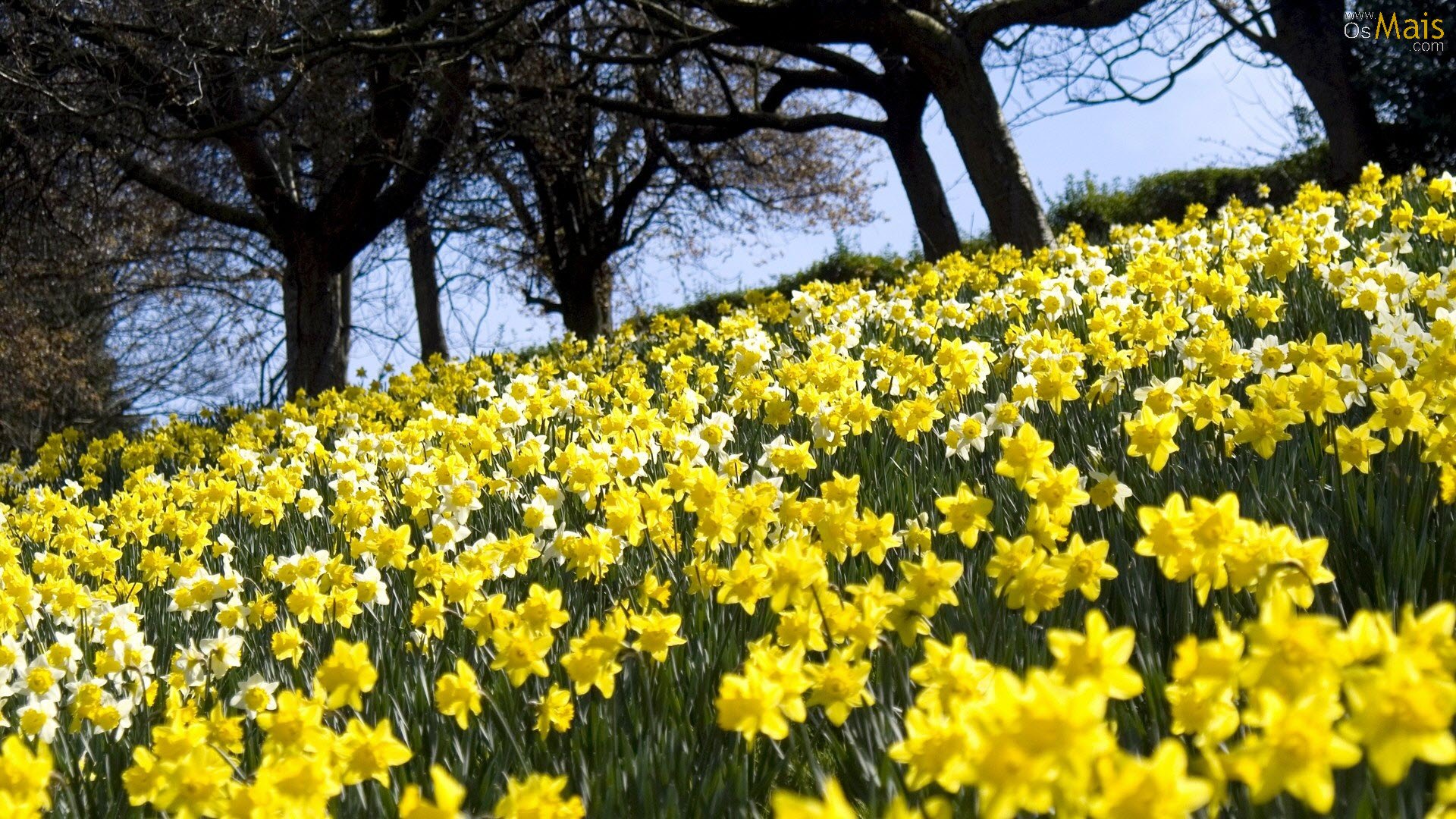 Daffodils Wallpapers 1080 - HD Wallpaper 