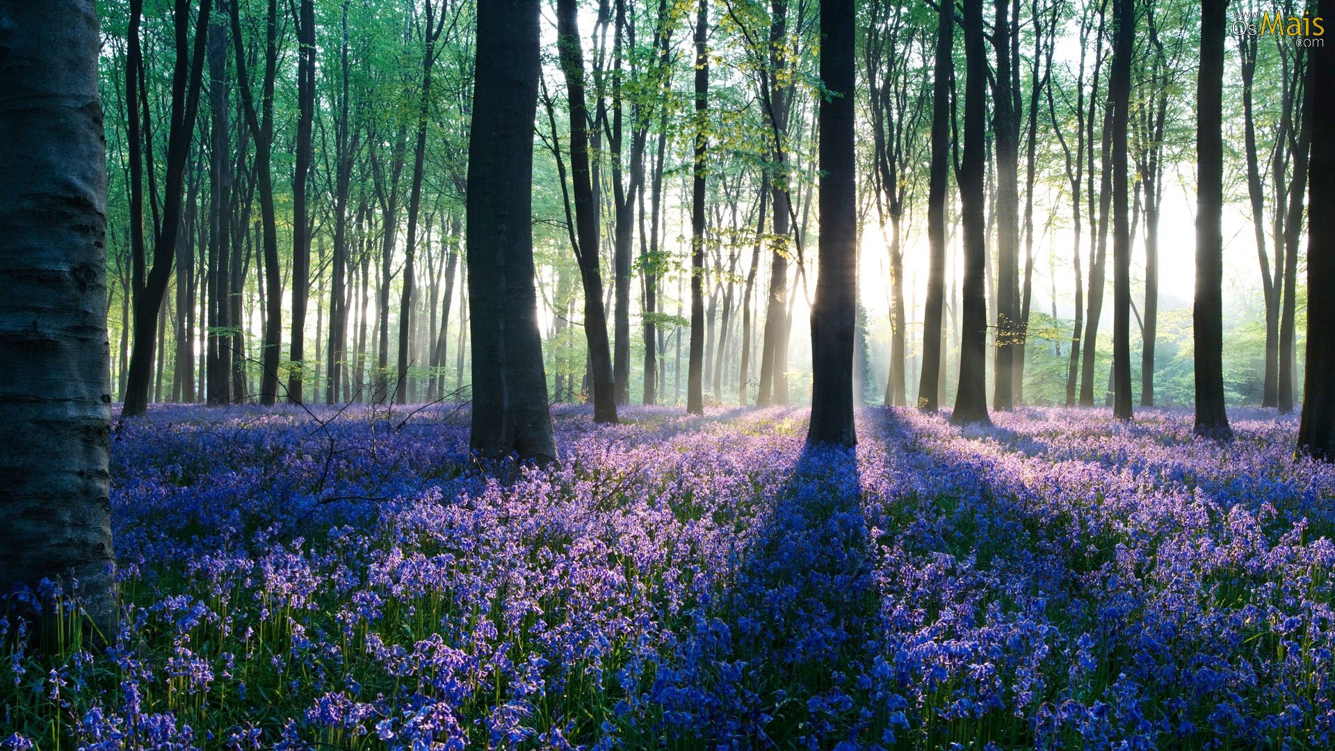 Flowers In A Forest - HD Wallpaper 