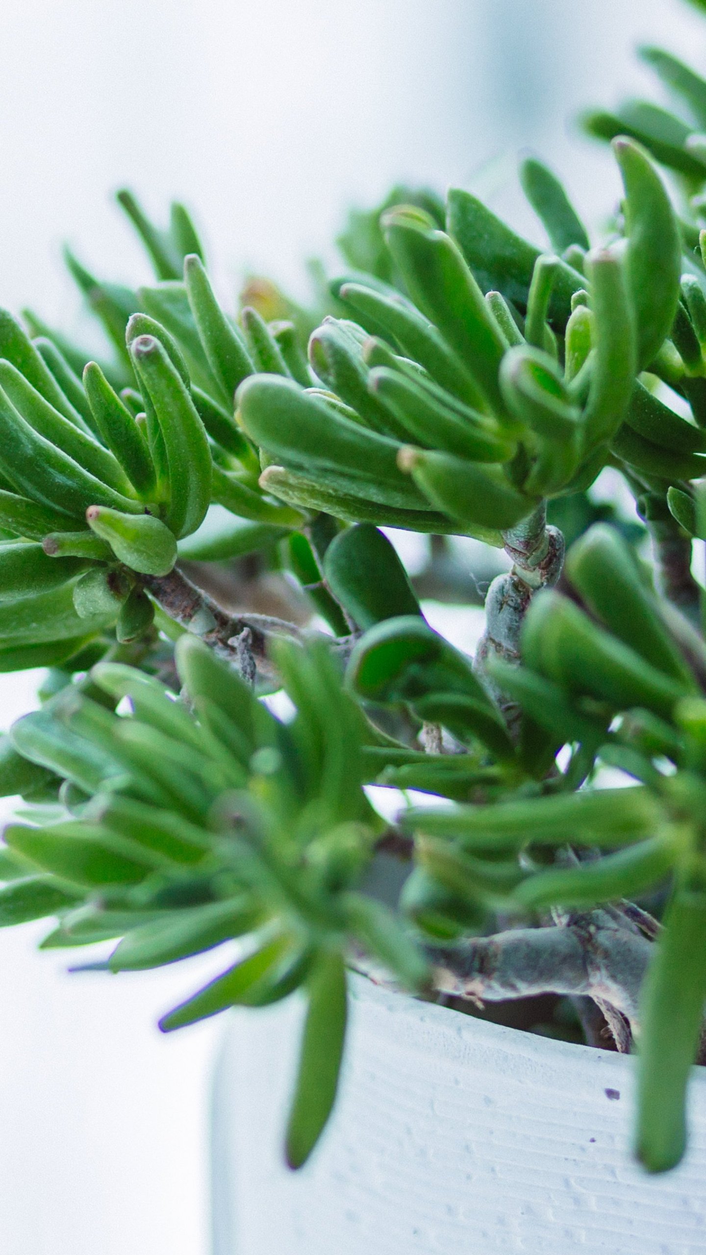 Iphone Wallpaper Houseplant - HD Wallpaper 