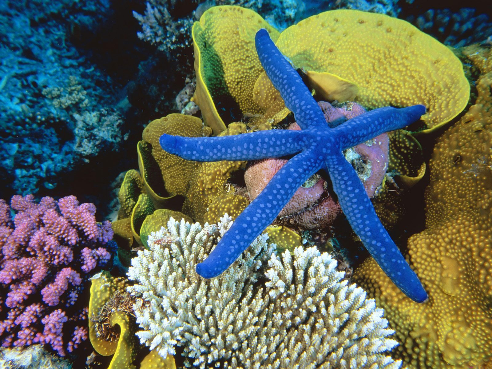 Great Barrier Reef Australia - HD Wallpaper 