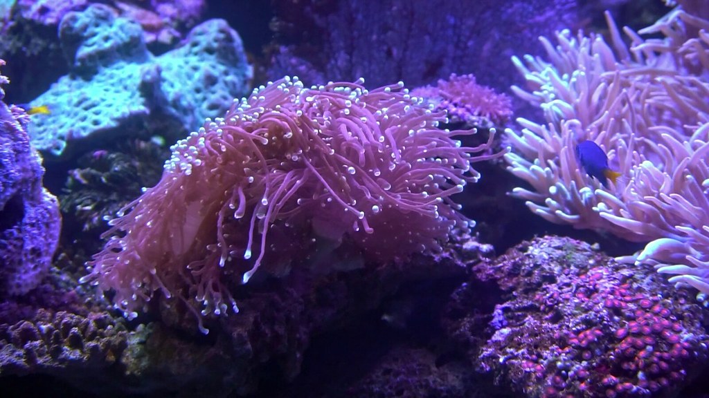 Sea Anemone - HD Wallpaper 
