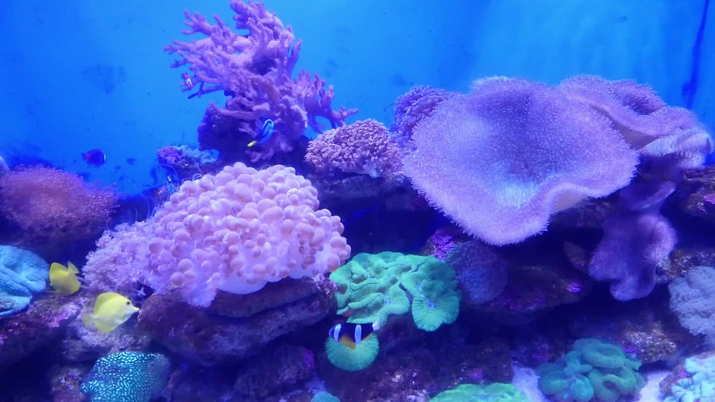 Marine Biology - HD Wallpaper 